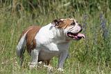 BULLDOG ANGLAIS 017